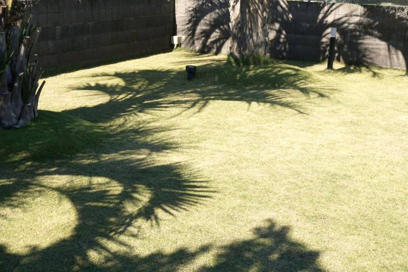 本日のドックラン～まだまだ夏の名残が…～