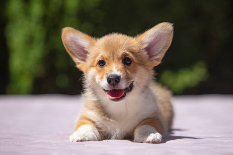 愛犬と、ただ静かに、心が通う場所